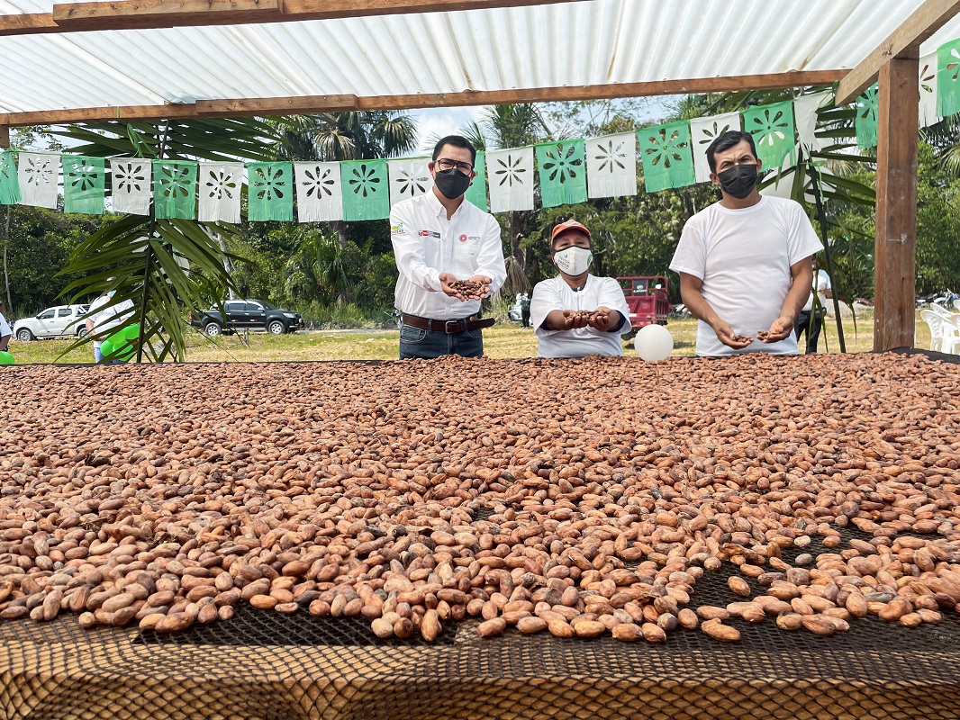 MIDAGRI impulsa comercio de cacao en la selva central de Huánuco. con plan de negocios de Agroideas.