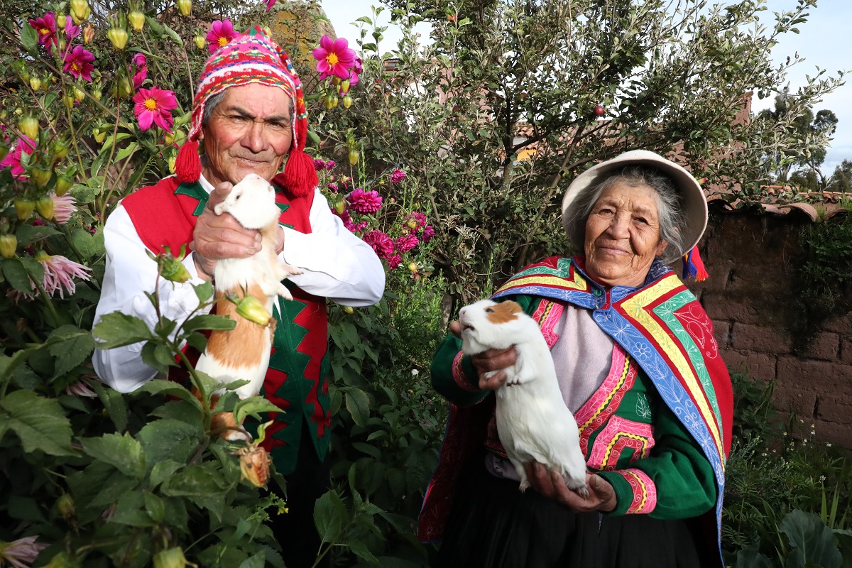 Historias que nos unen: Esposos criadores de cuyes y esperanzas, usuarios de Pensión 65, va en aumento en Sangarará, Cusco.