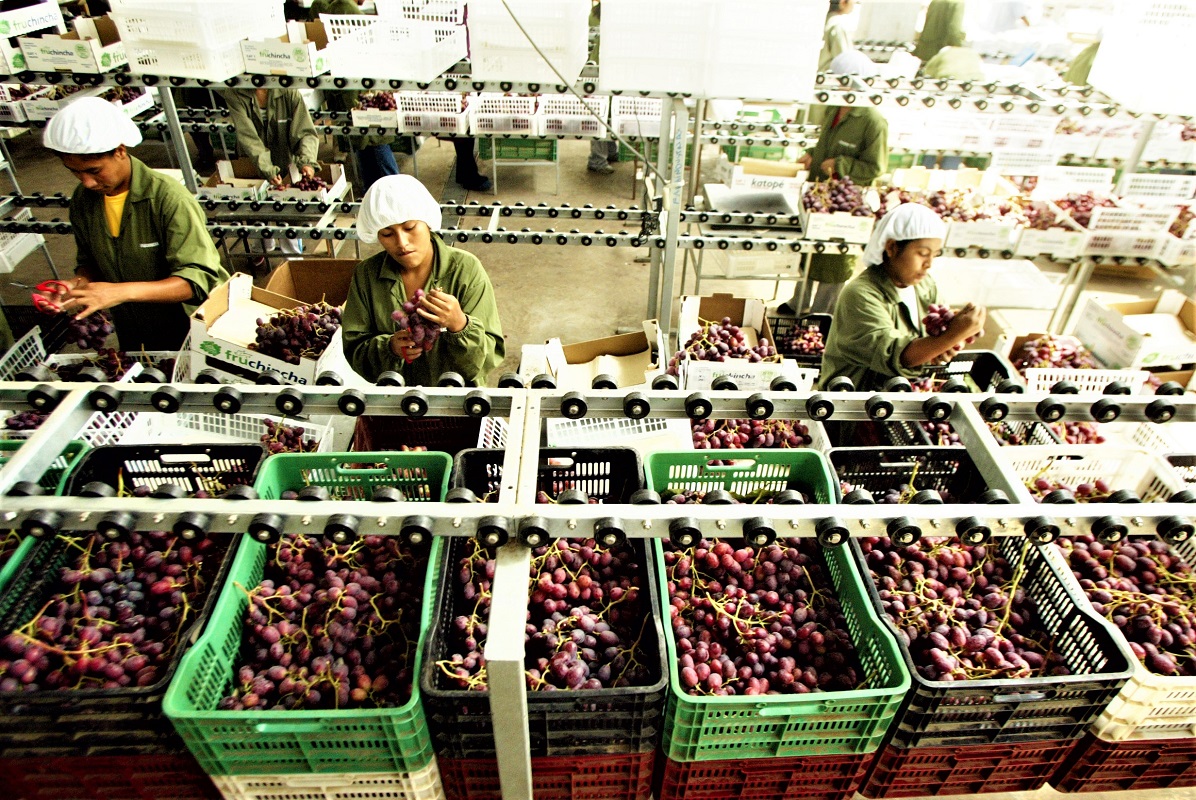 Campaña de exportaciones de uvas crece 29%. solo en octubre sumaron US$ 98 millones 192 mil, informó ADEX.