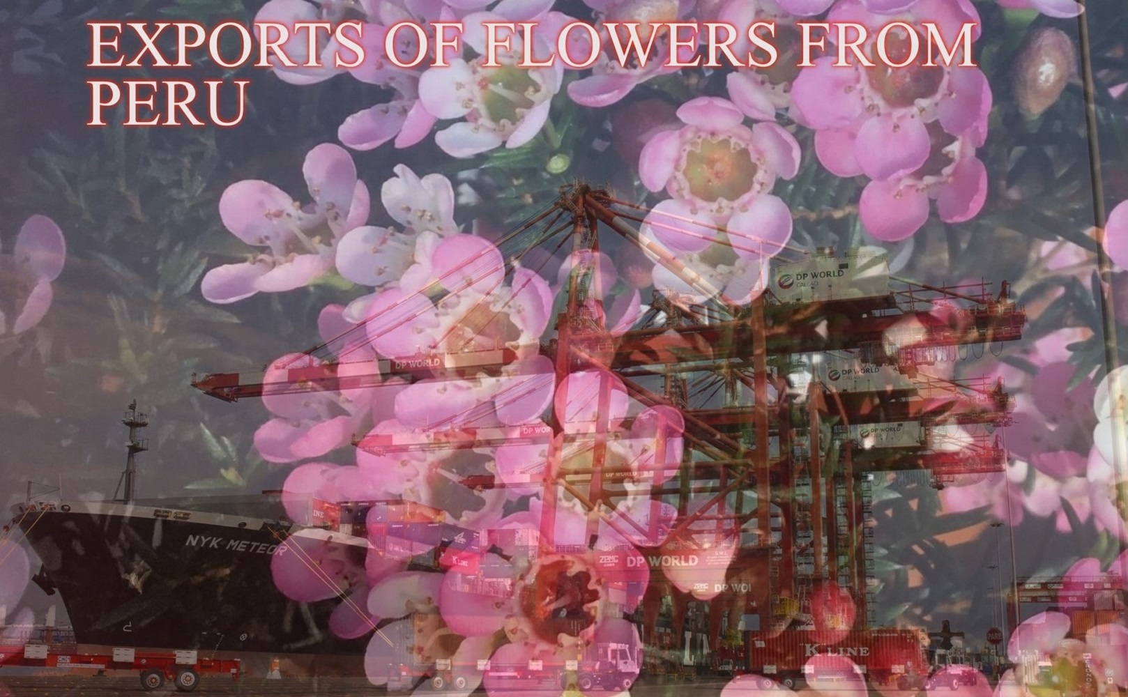 Exportaciones de flores al exterior crecieron 12% en primer trimestre del 2023 llegando a 14 destinos en el mundo.