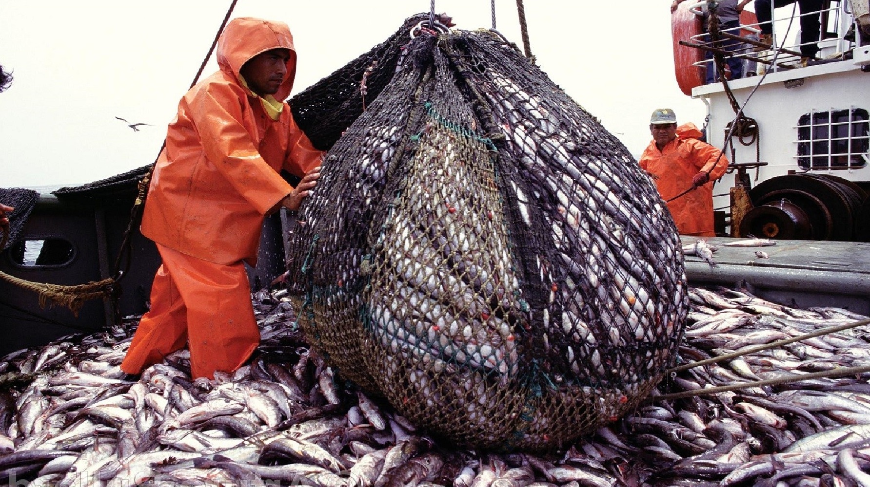 ADEX pidió adelantar segunda temporada de pesca de anchoveta, exportaciones de ese sector se contraerían -18% este año y -30.9% en el 2024.