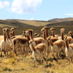 ADEX solicita crear mesa de trabajo de la vicuña, en el 2023 Perú exportó su fibra y derivados por US$ 5 millones 057 mil.