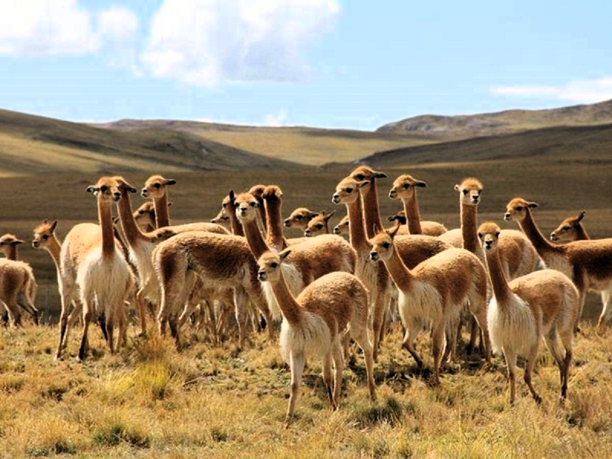 ADEX solicita crear mesa de trabajo de la vicuña, en el 2023 Perú exportó su fibra y derivados por US$ 5 millones 057 mil.