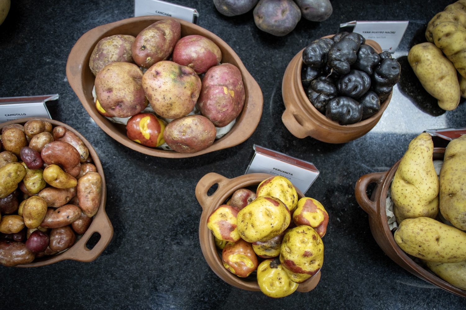 Cenfotur celebró en sus instalaciones de Barranco, el “Día Internacional de la Papa” con colorida muestra gastronómica que destaca su versatilidad y valor cultural.