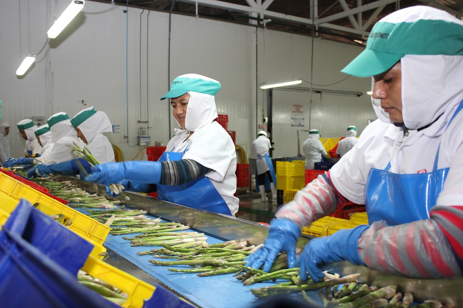 Exportaciones peruanas generan más de 1.4 millones de empleos de julio de 2014 al 2025, la agroindustria y minería lideran la creación de empleo.