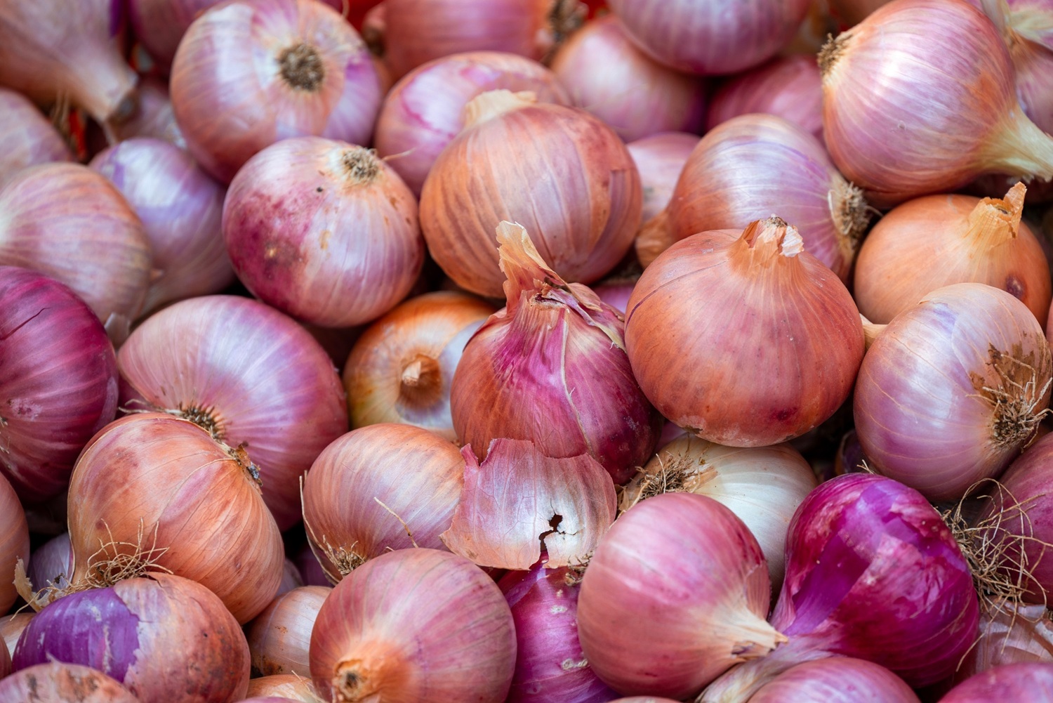 Exportaciones de cebolla peruana caen -16% en el primer semestre de 2025, el principal destino de esta hortaliza peruana sigue siendo EE.UU.