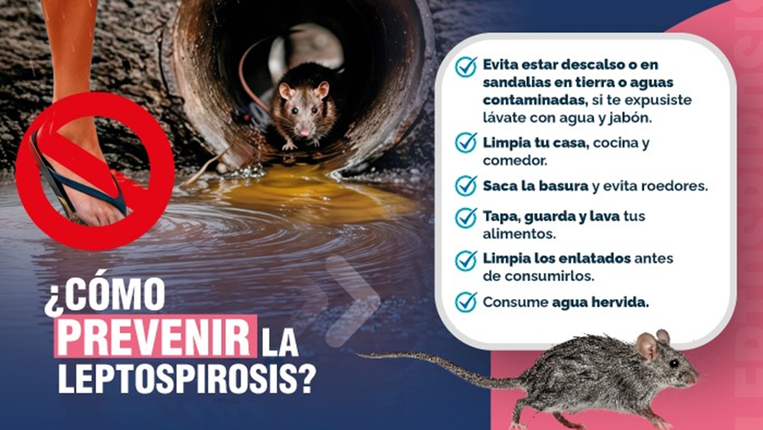 ¡CUIDADO CON LOS SÍNTOMAS! Expertos alertan sobre la 'Leptospirosis' una enfermedad que ataca rápido y puede ser mortal.​