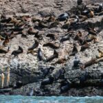 ¡Hacia el PBI Marítimo! “Perú adopta estándares internacionales para valorar y cuidar sus océanos, con una ‘Política Nacional Marítima 2019-2030’ para la adhesión a GOAP”.