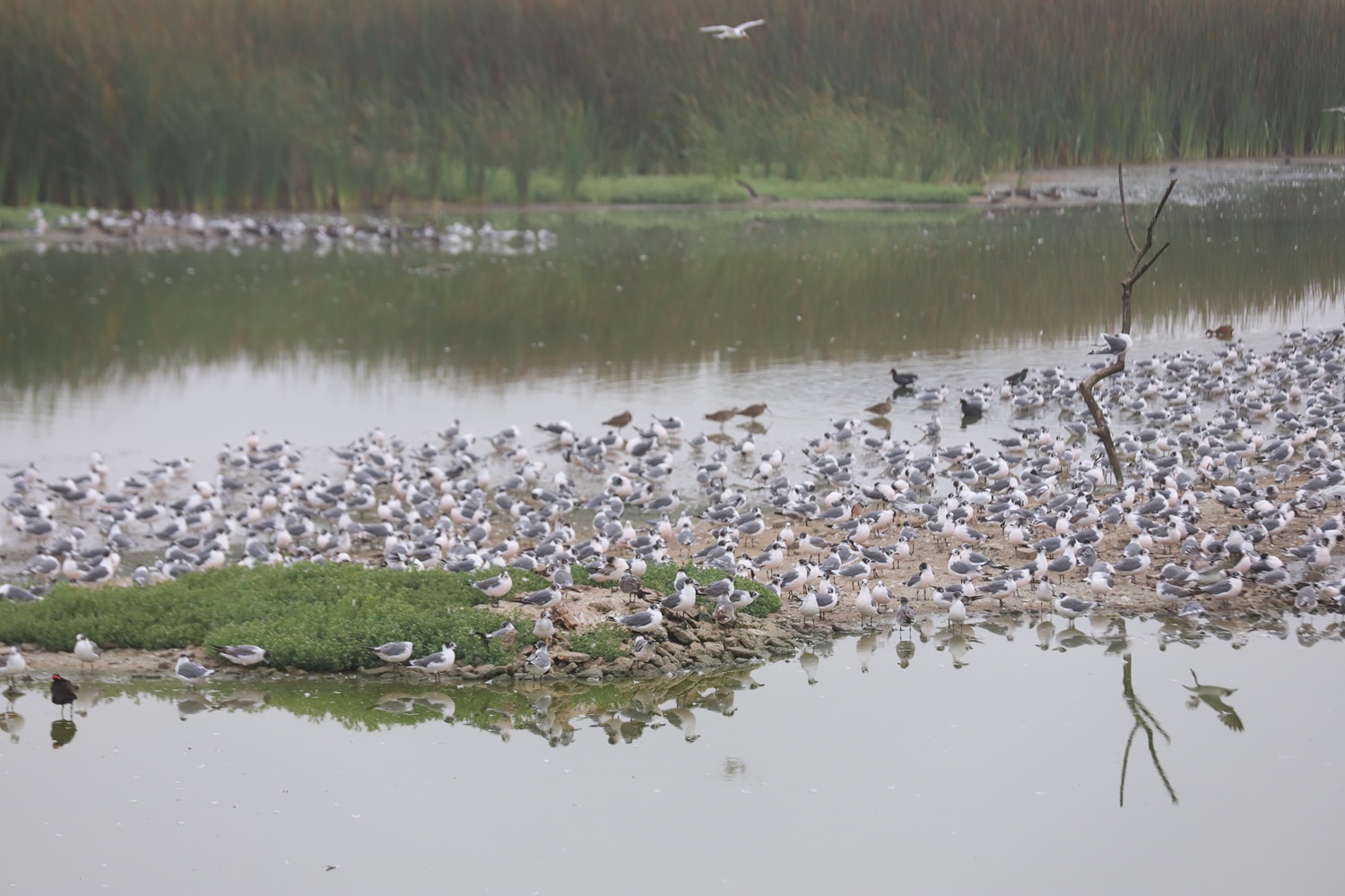 ¡Alas a la Ciencia! Perú lidera este 9 de mayo el 'Global Big Day 2026' y conecta a la nación con su biodiversidad única.