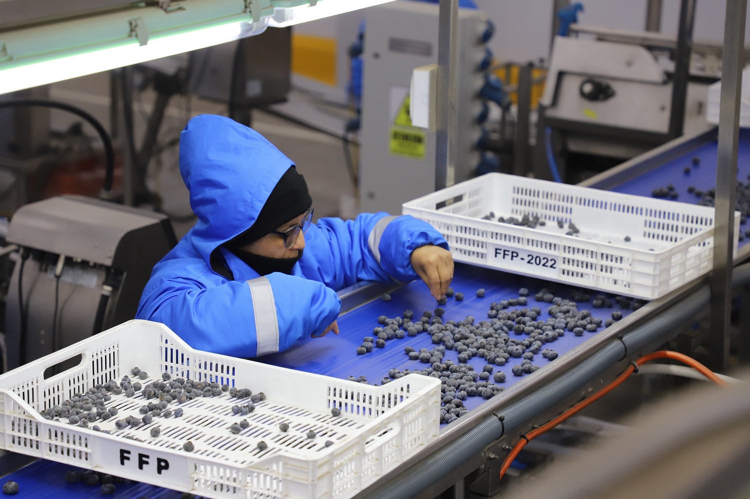 Agroexportaciones crecen 4,8% pero El Niño reduce volúmenes enviados al exterior, más ingresos, menos volumen ¿Conoce el nuevo panorama de las ventas agrícolas peruanas al exterior?