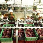 Agroexportaciones peruanas crecen 1.9% en ocho meses de 2026, pero pierden impulso frente a riesgos climáticos y menores precios en sus envíos. Se confirma que ‘El Niño’ empieza a presionar a la baja los rendimientos agrícolas.