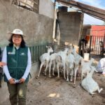 INIA-MIDAGRI: ¡De Quives al mundo! “Emprendedoras peruanas del valle del Chillón conquistan cinco preseas en el XX Concurso Nacional e Internacional de Quesos del Uruguay gracias a la innovación y al trabajo conjunto”.
